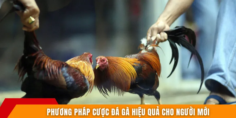 Phương pháp cược đá gà hiệu quả cho người mới