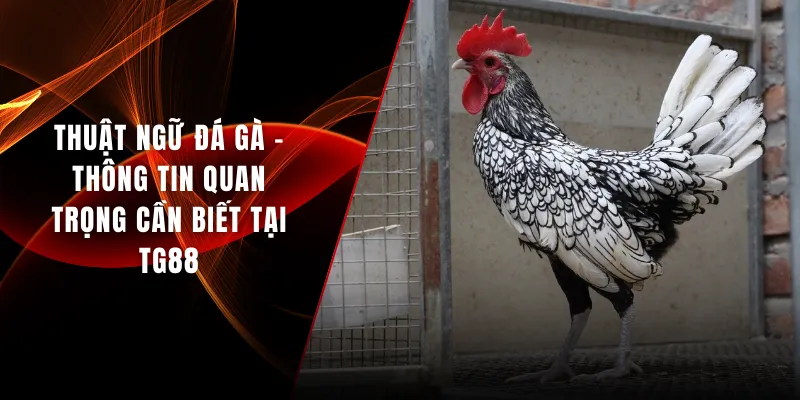 Thuật ngữ đá gà